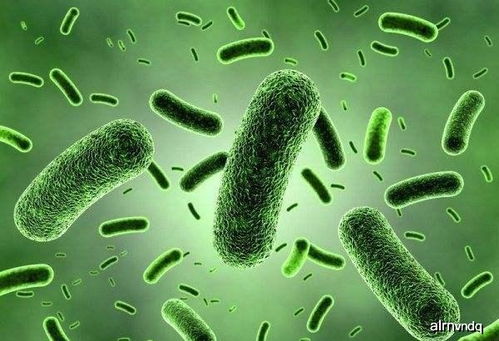 我国科学家发现细菌免疫新机制：小抗菌肽的大作用