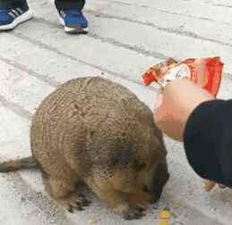 全体土拨鼠抬头那一刻，我竟然笑出了声！