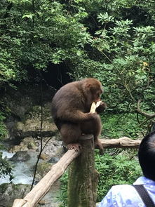 男子在峨眉山边爬边堆鸭子：一场别样的登山之旅
