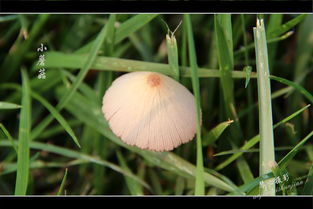 小蘑菇的奇妙世界：从网络红人到真菌新物种