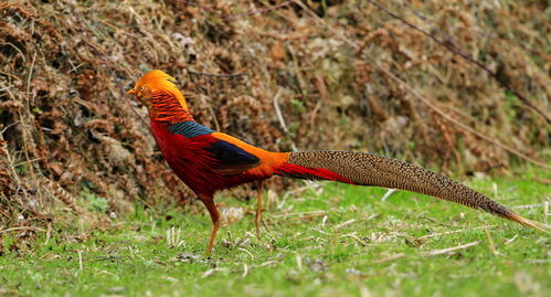 红腹锦鸡腾空而起，上演“红凤双飞”的奇妙瞬间