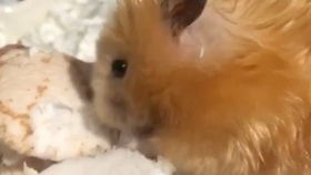 最尴尬的瞬间：皮崽的囧事大揭秘