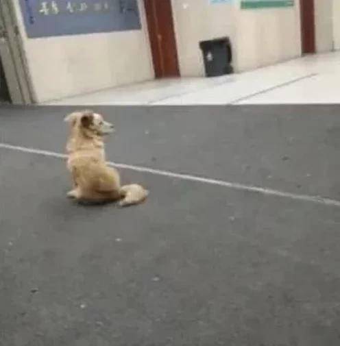 暖心观察：两只小狗在店门口的“试吃”故事