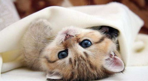 猫奴为哈基米疯狂打call，双标行为背后竟是真爱？