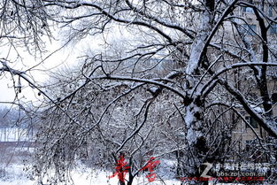 春雪：一场与自然的深情对话