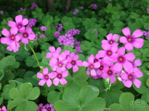 酢浆草的秘密：一场与自然的奇妙邂逅