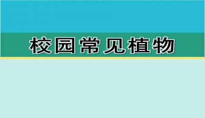 三年级下习作：我的植物朋友——桃花
