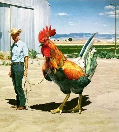 小伙养殖长尾鸡，酷似凤凰引关注！