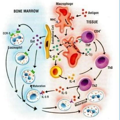 探秘小鼠白细胞介素17A检测：仑昌硕生物试剂盒的关键作用