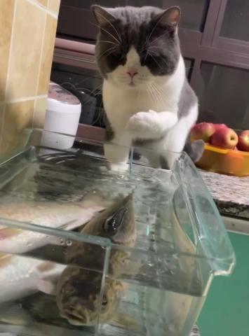 为爱宠打造专属家园：主人为2岁猫咪购置猫窝鱼缸的故事