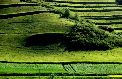 绿水青山间：腾讯助力生态振兴的探索与实践