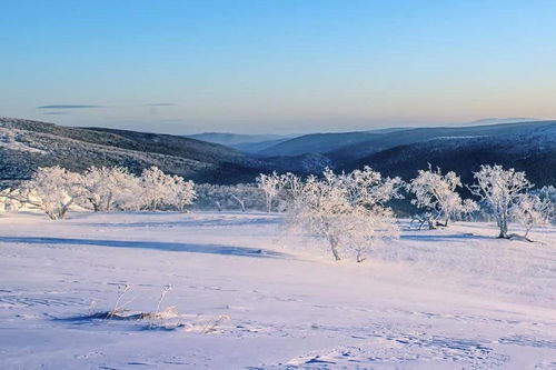 林海雪原下的文学表达：东北的自然与人文如何塑造文学灵魂