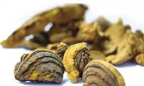 桑黄多糖与灵芝β-葡聚糖：谁才是狙击肿瘤转移的“隐形武器”？