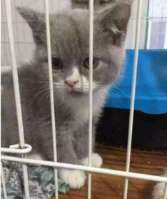 托运猫：一段跨越千里的暖心故事