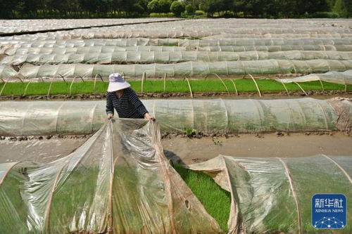 春耕时节，我亲历的田间故事