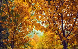 京西植物园里的黄叶村：一个被城市遗忘的角落