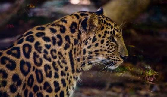 黑豹与花豹的生殖隔离：从《哪吒2》到现实中的野生动物世界