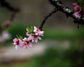四月桃花下，一段与春天的邂逅