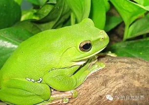 蟾蜍抱鲤鱼？竟是因为抱错了恋爱对象！