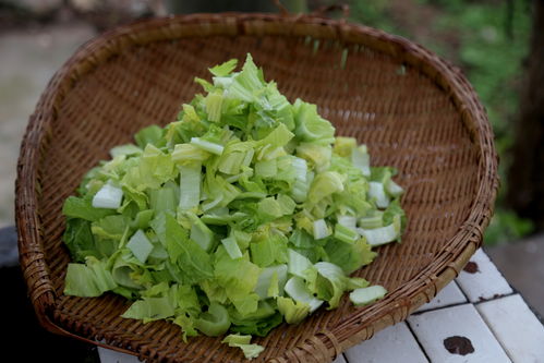 一兜青菜的平凡与不凡