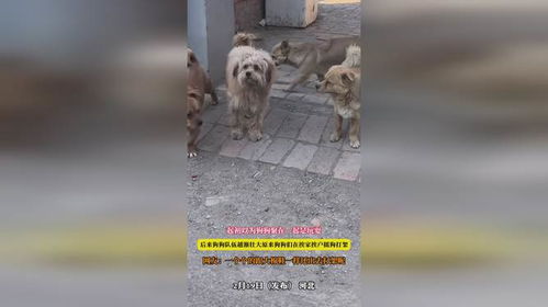 狗狗们的“社交纠纷”：一场因摇尾巴引发的邻里冲突