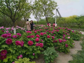 “县域游”“滨海游”“赏花游”：文旅市场的新活力与高质量发展