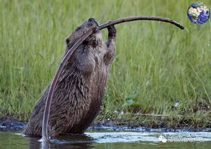 8只河狸2天建好水坝，比人类高效7年！从科学角度解读“自然工程师”的神奇技能
