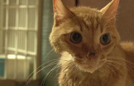 神秘访客降临mii.m：一场关于猫の纸片的奇妙邂逅