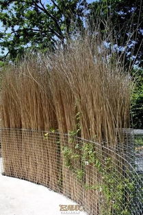 围墙边的小竹林（再续）：那片青翠背后的秘密