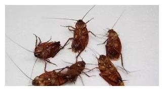 蟑螂杀不尽？我的亲身经历告诉你如何彻底告别这些小恶魔