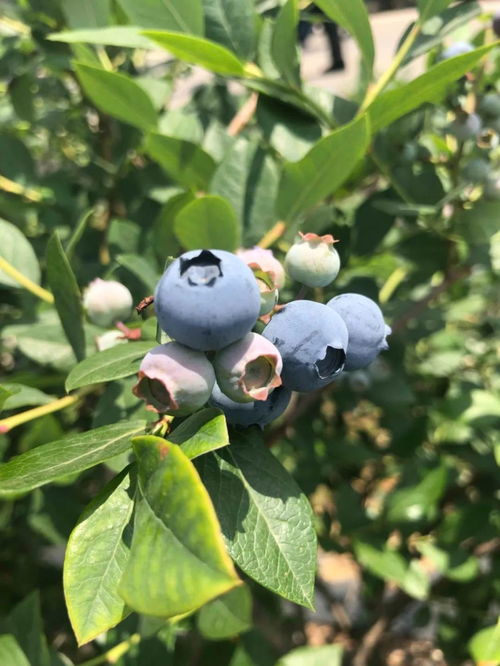 叶绿花小果儿甜：一场关于自然馈赠的奇妙旅程（11）