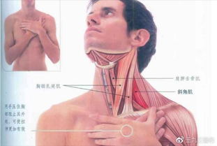 如何加强背部和颈部肌肉？这套肩颈舒缓操帮你轻松搞定