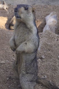 上海土拨鼠事件引发热议：与野生动物的正确相处之道