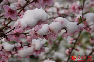一场若有若无的桃花雪
