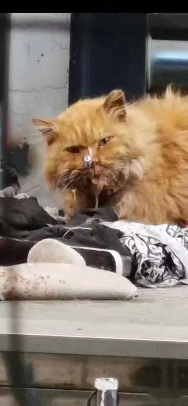 男子自制工具伤害流浪猫事件引发社会广泛关注