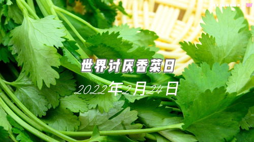 今天是世界讨厌香菜日，我的香菜情结大揭秘