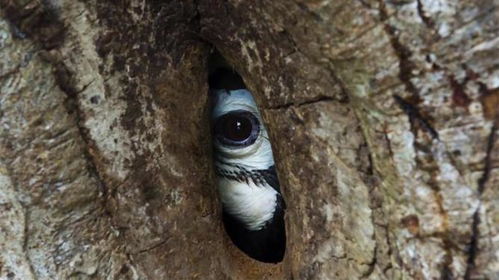 做自己的树洞：在校园生活中找到心灵的栖息地