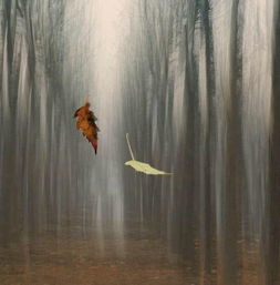 叶落归根：一场关于初心与归属的旅程