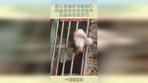 主人以为忘关门，竟发现牛能自己舔开门！