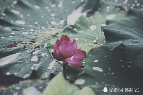 〔双调〕骤雨打新荷：一场夏日的诗意邂逅
