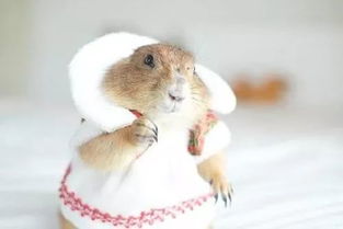 网购土拨鼠竟是喜马拉雅旱獭？背后真相令人深思