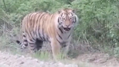 男子开车路遇野生大老虎：人与自然的惊险邂逅