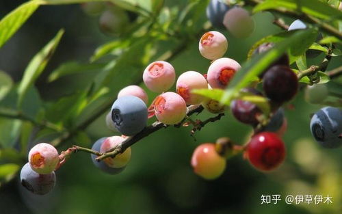 叶绿花小果儿甜：一场与自然的深度对话（9）