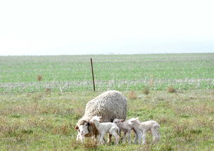 外卖骑手的呐喊：别让“羊毛出在羊身上”