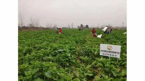 春耕时节，祖国大地上的绚烂画卷