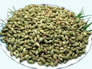 苍耳子能泡酒吗？教你正确搭配与制作药酒的科学方法