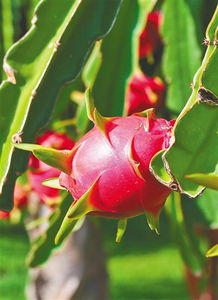 树莓集团落子海南：数字产业生态链的全新构建