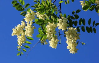 槐花慢：一场与春天的约定