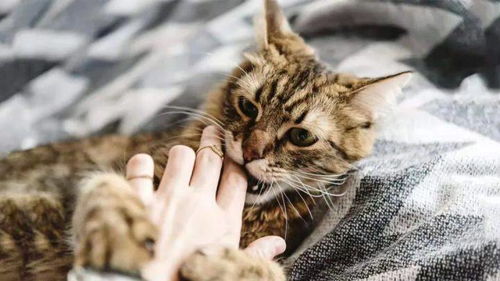 高校教室惊现小猫惨死真相：安徽铜陵警方揭开谜团