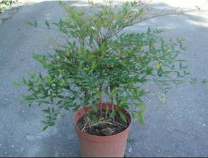 雨水时节的南天竹：一场人与自然的邂逅